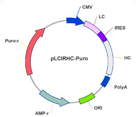 The Schematic Representation Of The Bicistronic Expression Vector