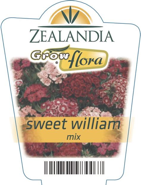 Sweet William Mix Zealandia Horticulture