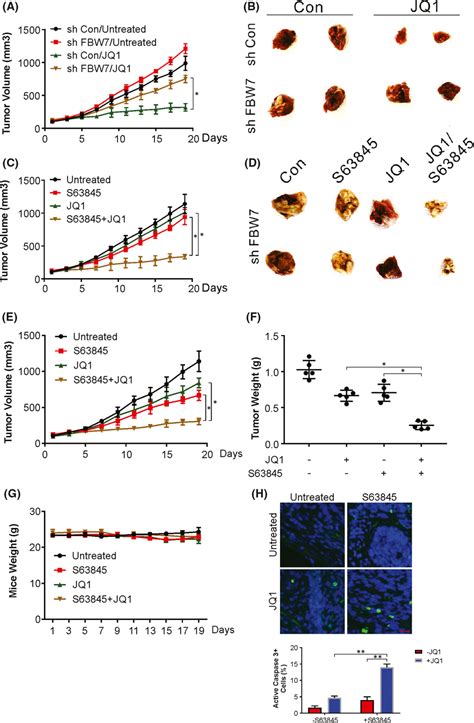 Inhibition Of Mcl Enhanced The Killing Effect Of Jq In Vivo A