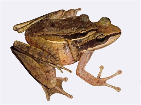 New Species Of Frog Discovered In Arunachal Pradesh Prag News