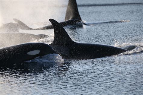 Killer Whale Predation Of Nunavut Narwhals On The Rise As Arctic Warms