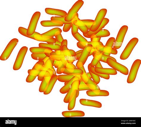 Bifidobacteria Bifidobacterium Breve Probiotic Lactobacillus