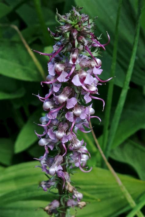 Pedicularis Groenlandica Elephant S Head Pedicularis Gro Flickr