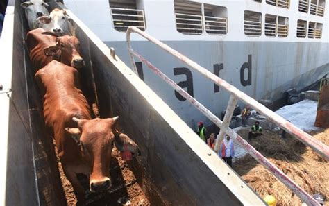 Sapi Tol Laut Nusantaramaritimenews