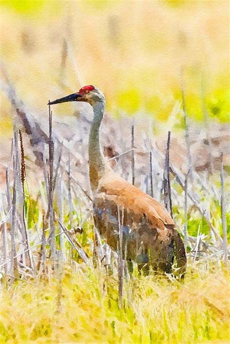 Sandhill Crane Watercolor Mixed Media by Susan Rydberg - Pixels