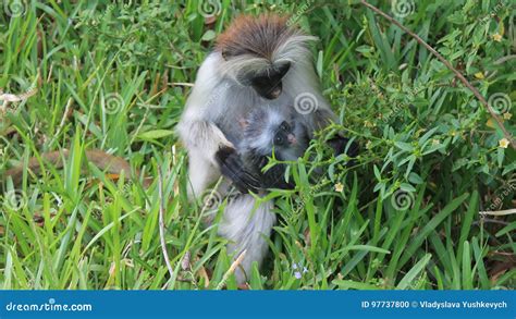 Fluffy monkey with a baby. stock photo. Image of leaves - 97737800