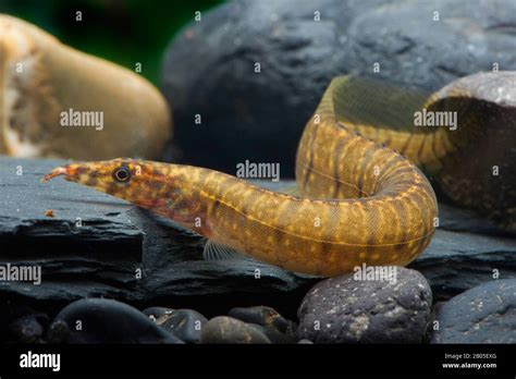 Zebra spiny eel (Mastacembelus zebrinus), on stones under water Stock