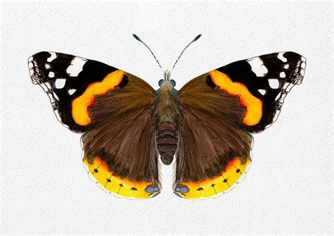 Red Admiral Butterfly Watercolour Signed Limited Edition Print From