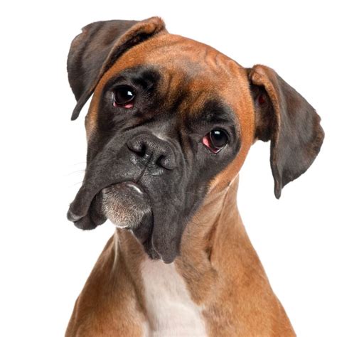 Perros Boxer