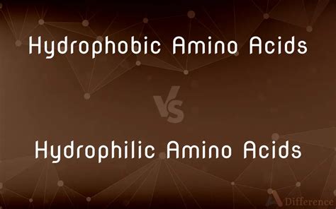 Hydrophobic Amino Acids Vs Hydrophilic Amino Acids — Whats The