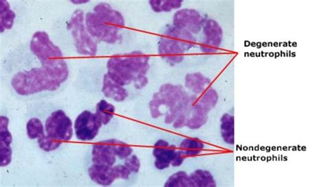 Cp Final Cytology Flashcards Quizlet