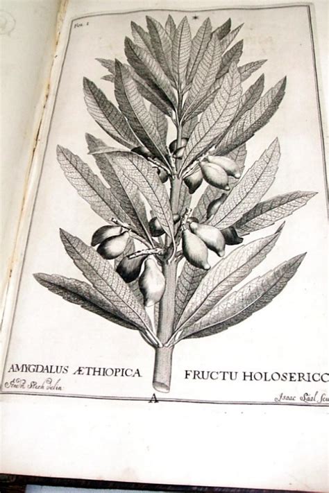 Seventeenth Century Botanical Illustrations Discovered At New College