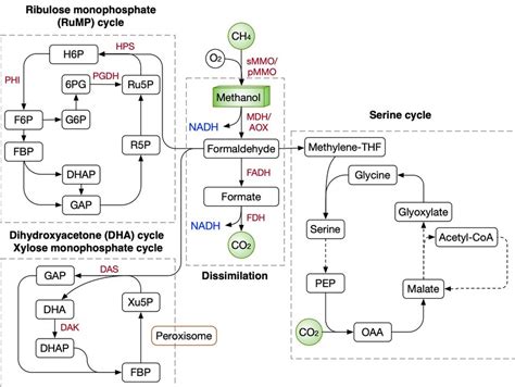 Methane And Methanol Assimilation Routes In Nature Three Main Routes Download Scientific