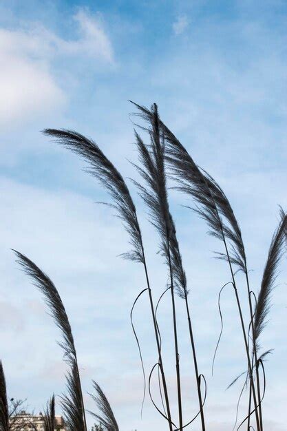 Detalle De La Planta Cortaderia Selloana Foto Premium