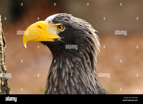 Steller S Sea Eagle Haliaeetus Pelagicus Portrait Stock Photo Alamy