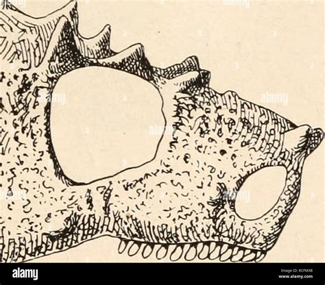 stämme der wirbeltiere Evolución Paleontología Vertebrados ff