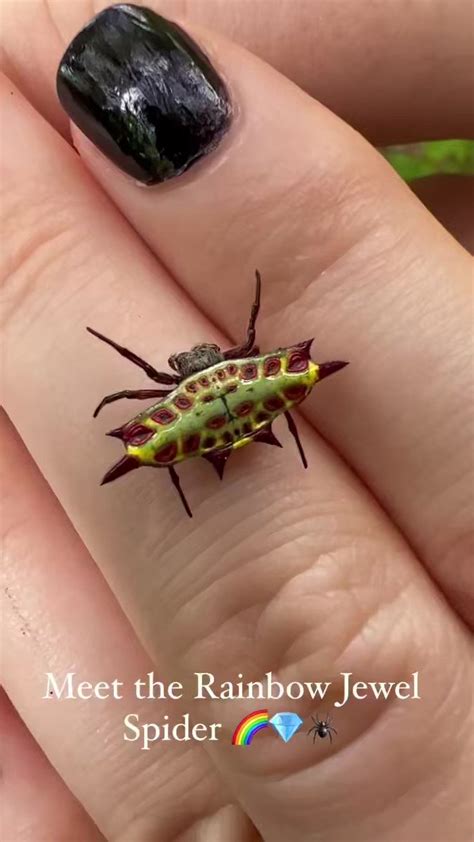 EntomoDaily On Twitter RT Nvolpewild Say Hello To The Rainbow Jewel