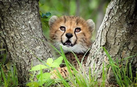 Wallpaper Look Trees Portrait Baby Cheetah Face Cub For Mobile