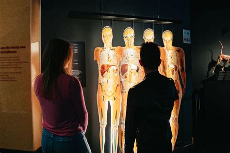 Berl N Tickets Para El Museo Body Worlds De Berl N Getyourguide