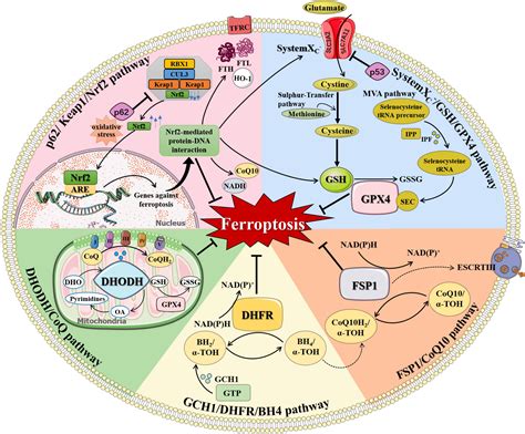 Frontiers Mechanisms Of Ferroptosis And Emerging Links To The