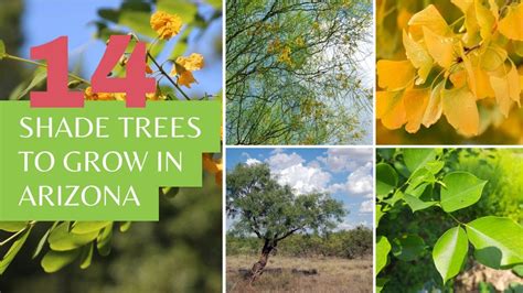 14 Shade Trees To Grow In Arizona YouTube