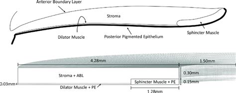 A Anatomy Of The Iris Tissue The Iris Consists Of The Anterior