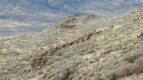 Study: the Changing Migration Behavior of Elk | Rocky Mountain Elk ...