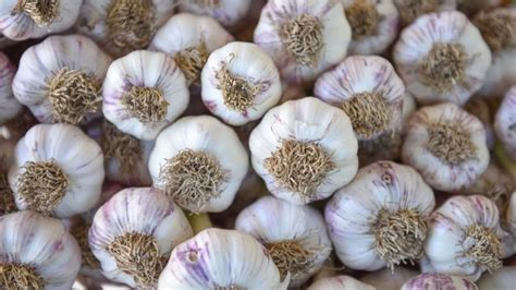 Garlic Farming: A Lucrative Agribusiness Venture with High Demand | The ...