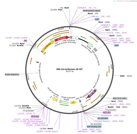 Addgene Ins A Luciferase A Tdt