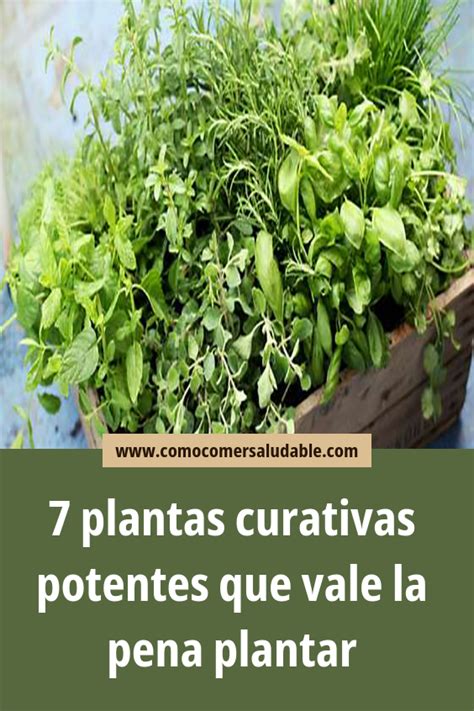 7 Plantas Curativas Potentes Que Vale La Pena Plantar En 2020 Plantar