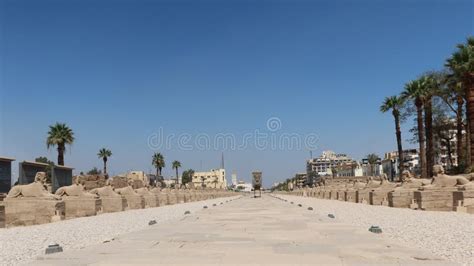 The Sphinx Avenue In Luxor In Egypt Between Karnak And Luxor Temples