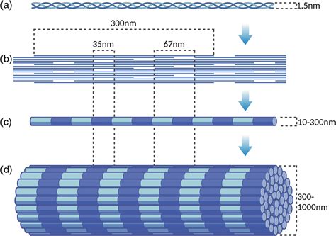 advances  biomimetic collagen mineralisation  future approaches