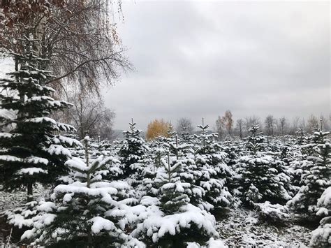 Deutschlands Erstes Christbaumdorf Im Kreis Main Spessart