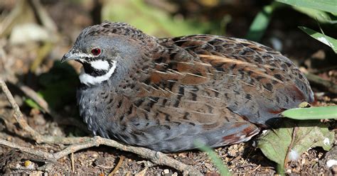 How Long Do Button Quail Live The Garden Magazine