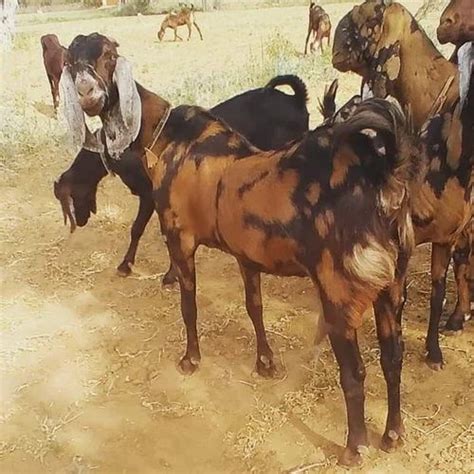 Brown Women Sirohi Female Goats Pregnant Milk At Rs 250kg In Ajmer