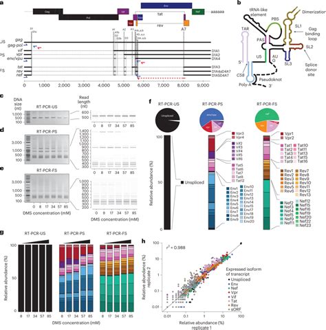 Nanopore Sequencing Recovers A Diverse Isoform Landscape Long Read