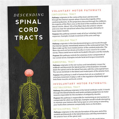 Descending Spinal Cord Tracts Adult And Pediatric Printable Resources