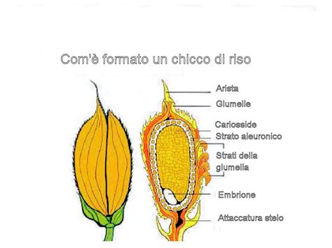 Il Ciclo Di Vita Del Riso Il Re Del Riso