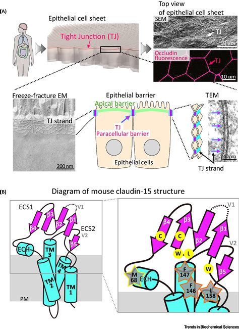 The Claudins From Tight Junctions To Biological Systems Trends In