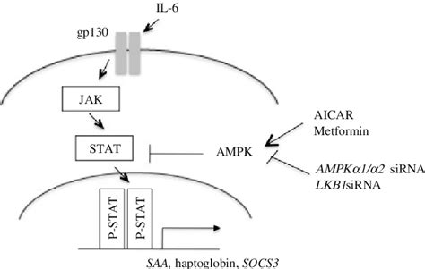 Schematic Model Of Ampk Regulation Of Il 6 Driven Expression Of Download Scientific Diagram