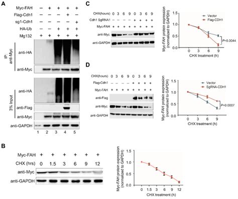 Apc C Cdh Promotes Fah Polyubiquitination And Decreases Fah Protein