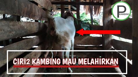 Ciri Kambing Mau Melahirkan Peternak Kambing Youtube