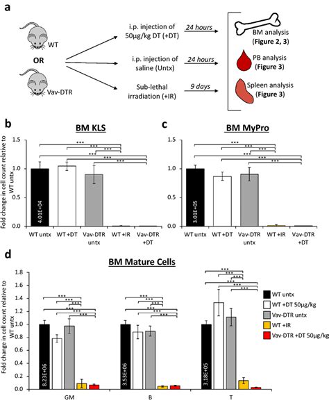 Hspcs And Mature Cells From The Bm Of Vav Dtr Mice Are Depleted By Dt