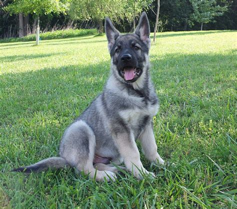 Blue Eyed German Shepherd Puppies Pictures - Pets Lovers