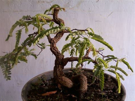 MUSTIKA AJI Koleksi Bonsai Asem Jawa 1