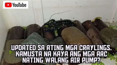 Updated Sa Ating Mga Craylings Kamusta Na Kaya Ang Mga Arc Nating