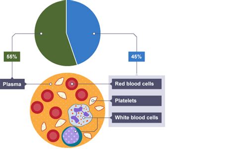 Gcse Bitesize Biology Coursework