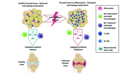 Schematic Showing The Intricate Balance Between M1 And M2 Macrophages Download Scientific