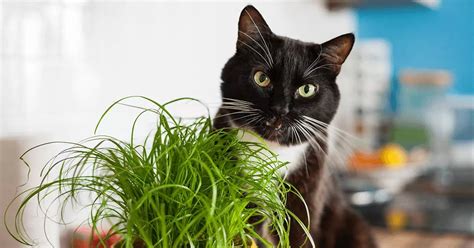 Why Do Cats Eat Grass A Kittys Point Of View