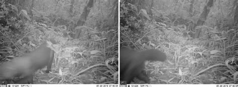 Who Are You Meet The Elusive Bush Dog Of The Atlantic Forest